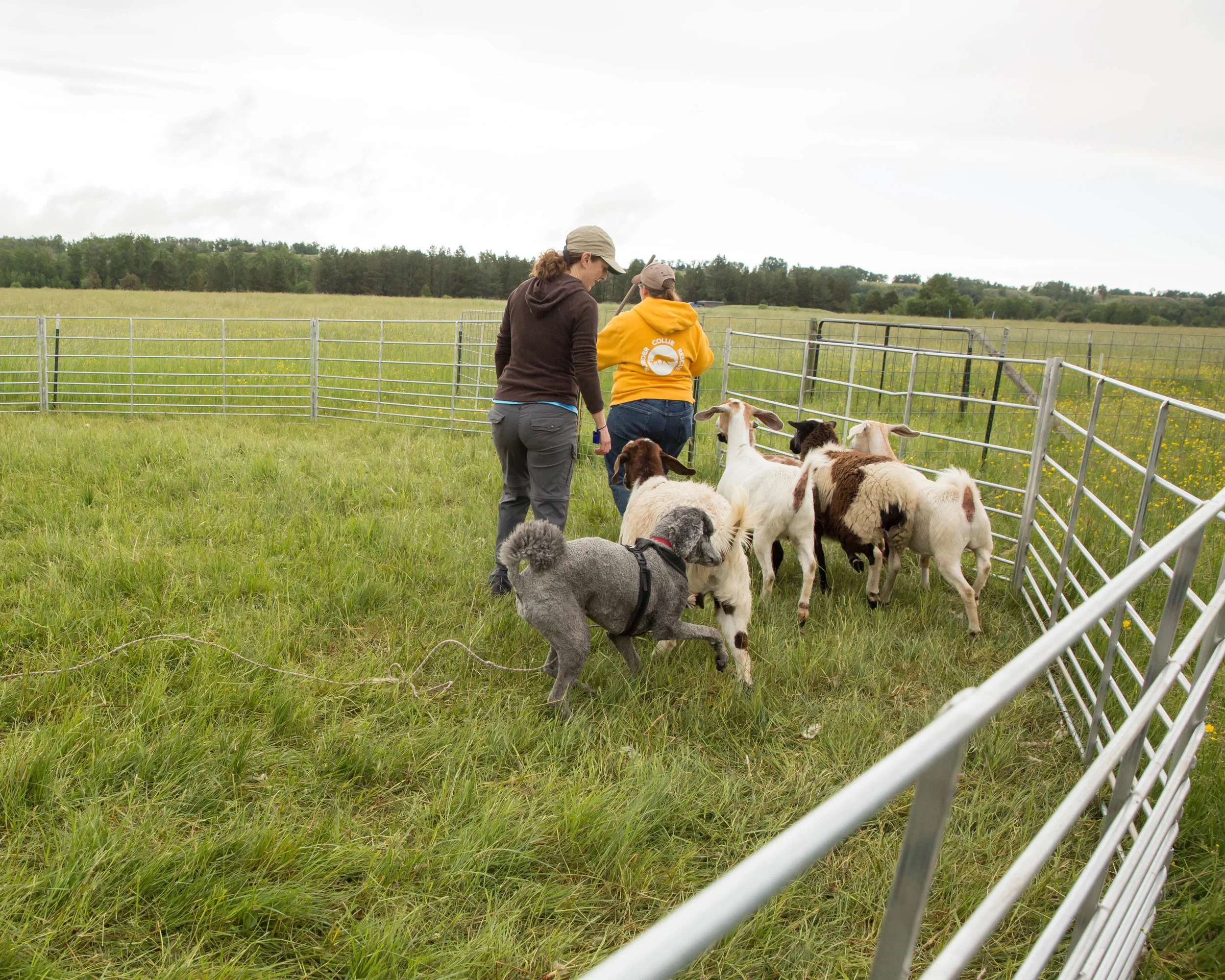 Poodle herding cheap
